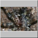 Arctosa perita - Wolfsspinne 02b 8mm Sandsteilhang Wallenhorst.jpg